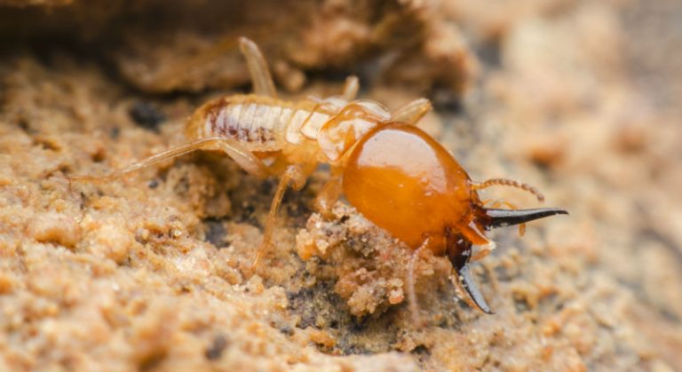 Termites Close Up
